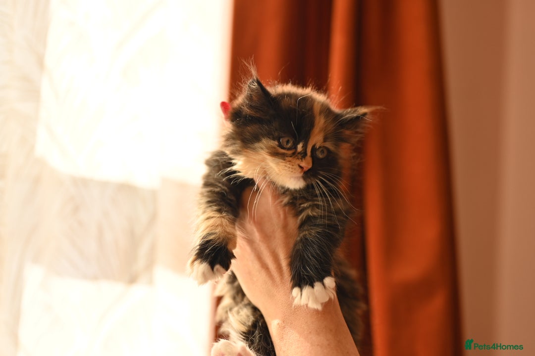 British Longhair cats for sale: 4 British Longhair x Persian Chinchilla Kittens  - Image 12