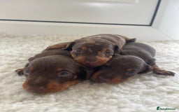 Miniature Dachshund dogs for sale: Miniature dachshund - Image 9