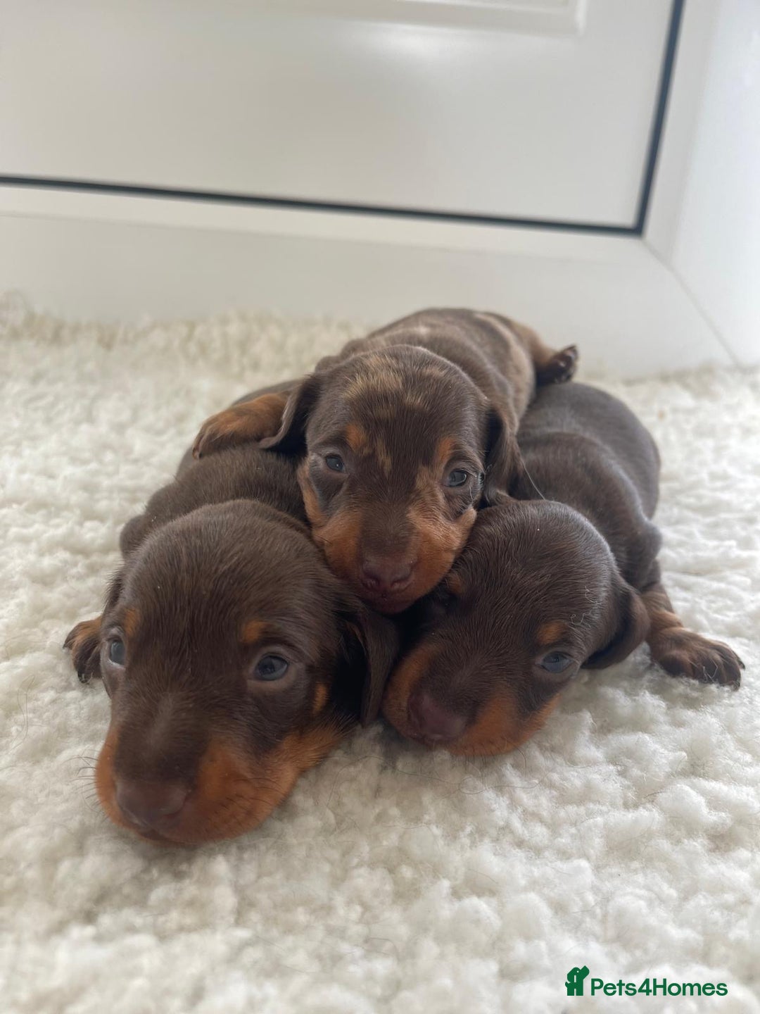 Miniature Dachshund dogs for sale: Miniature dachshund - Image 9