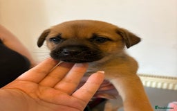 Mixed Breed dogs for sale: 2 boys 1 girl  - Image 9