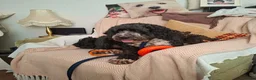 Cockapoo dogs for adoption: Buddy - Fakenham Norfolk  in Fakenham - Advert 5