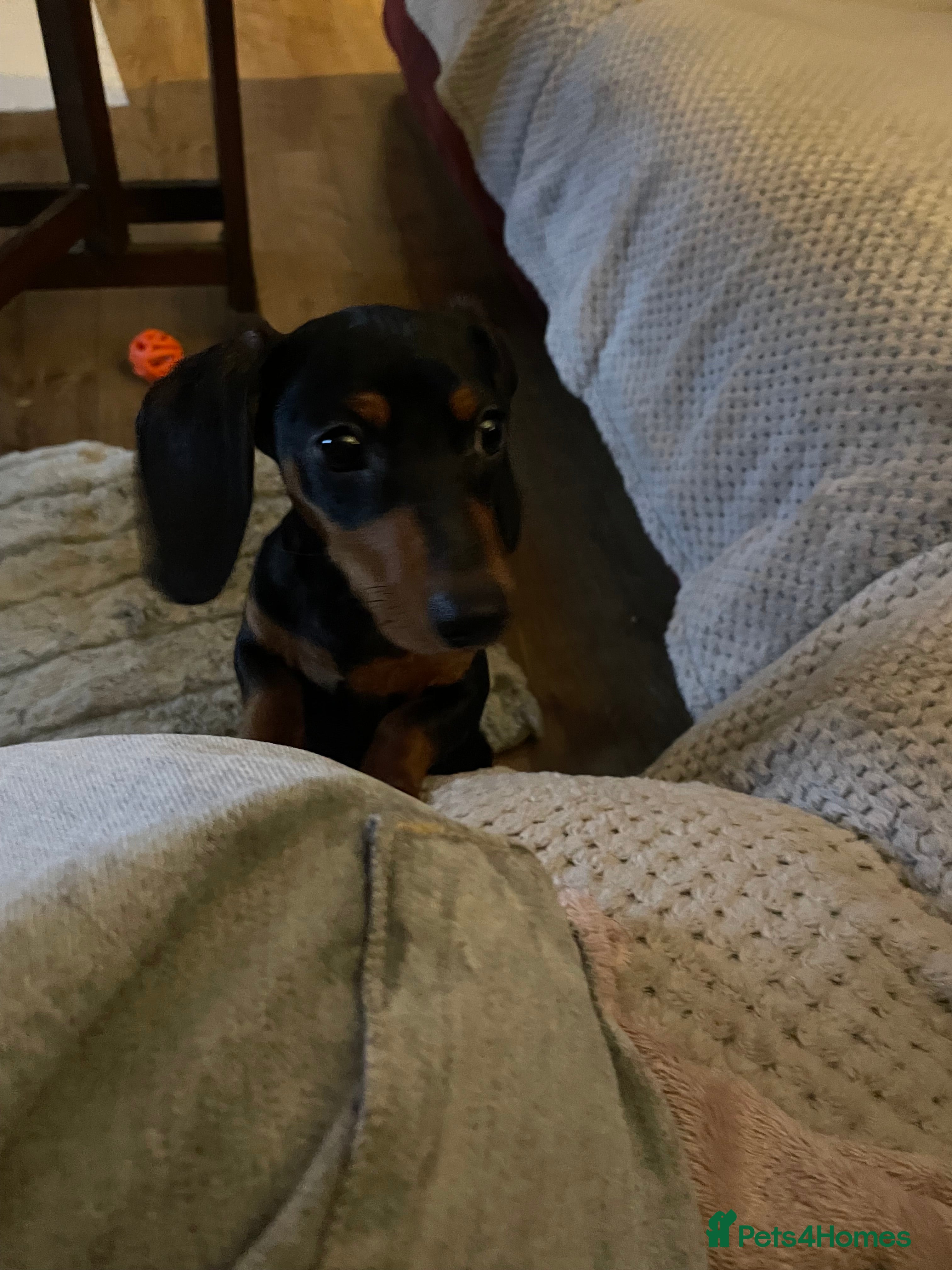 Miniature Dachshund dogs miniature dachshund  - Advert 12