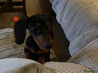 Miniature Dachshund dogs miniature dachshund - Advert 13