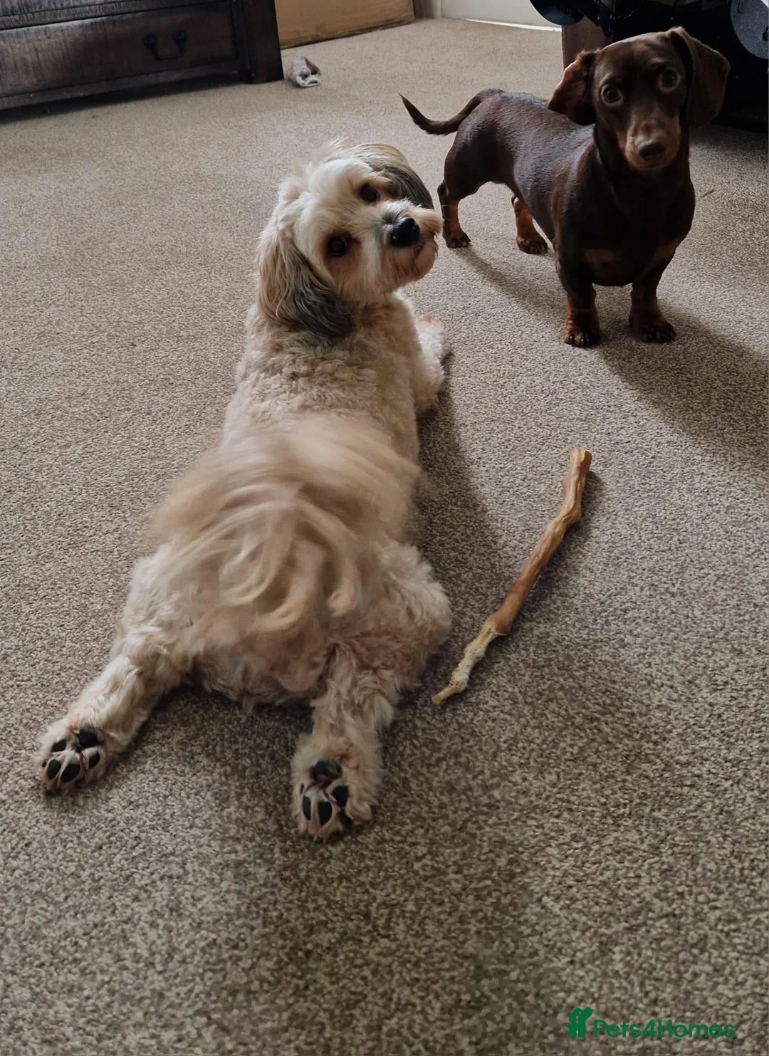 Miniature Dachshund dogs for stud: Chocolate and Tan Smooth Coat STUD  in Pontypridd - Advert 16