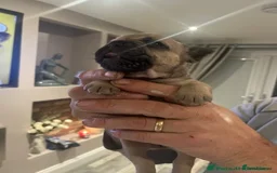 Mixed Breed dogs for sale: Beautiful freelance bulldogs  - Advert 16