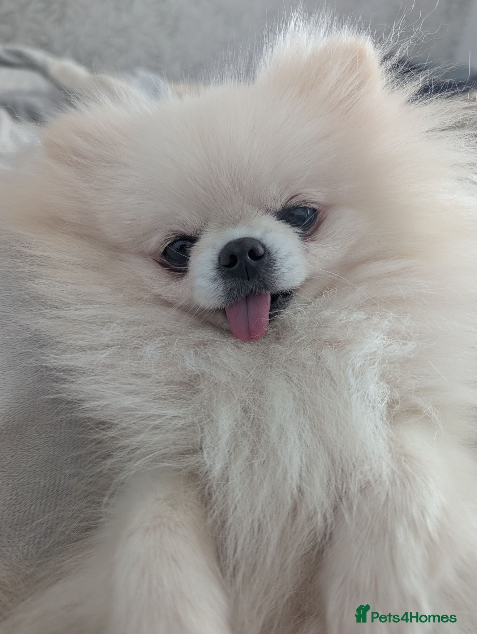Pomeranian dogs Kc registered pomeranian bitch - Advert 10