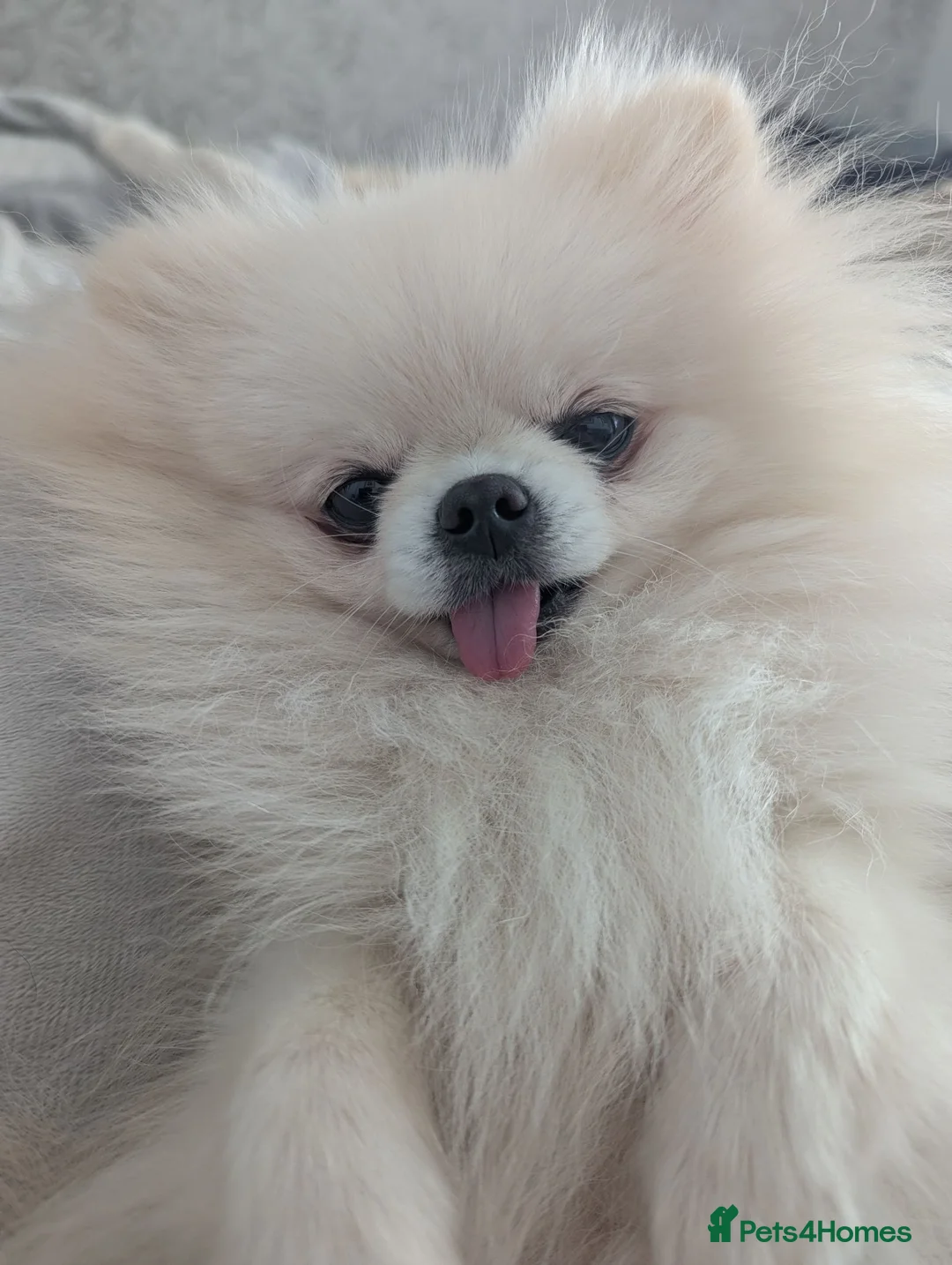 Pomeranian dogs for sale: Kc registered pomeranian bitch in Morpeth - Advert 1