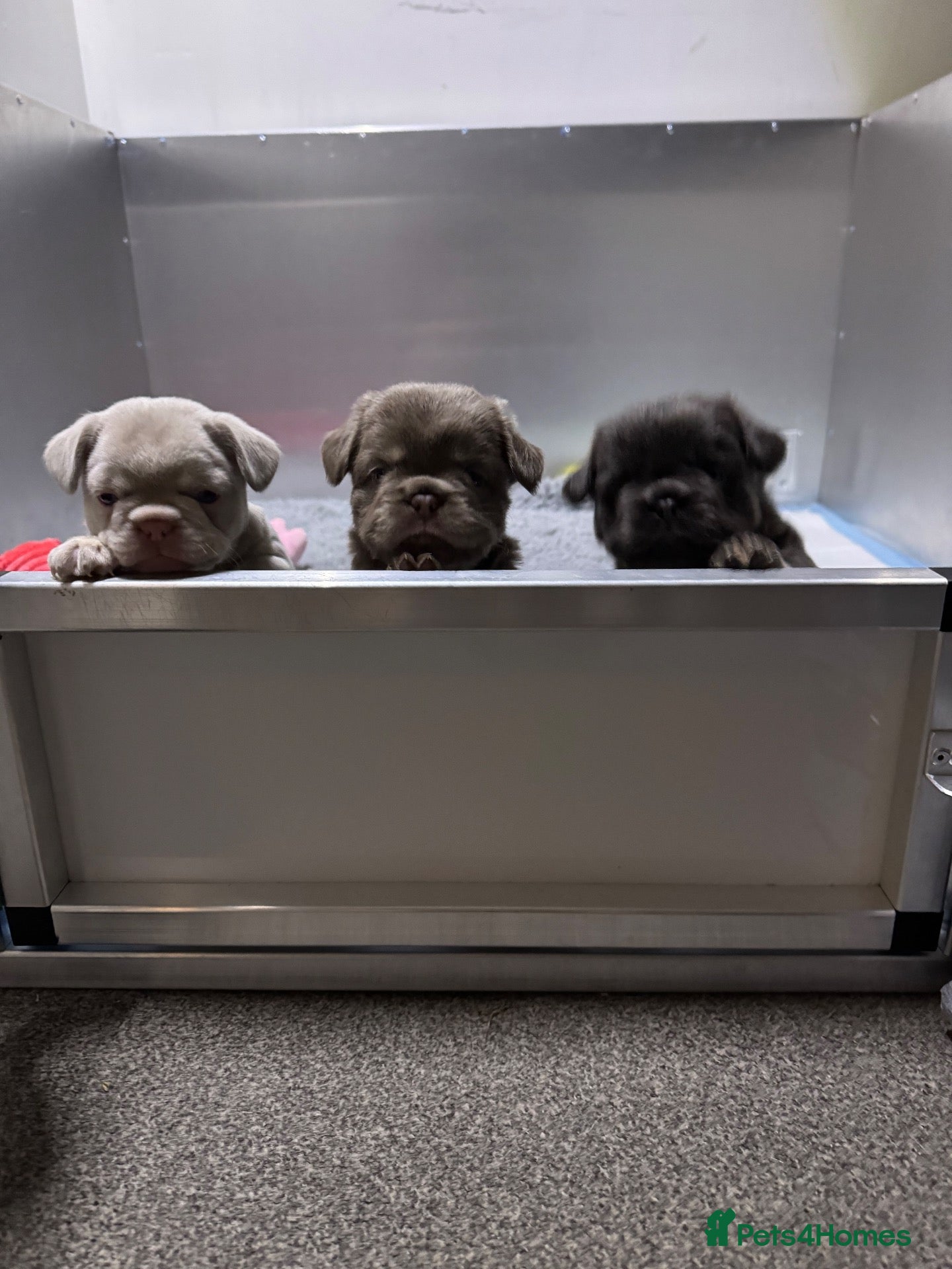 French Bulldog dogs for sale: 3French bulldog girls 2 are visual fluffy - Advert 1