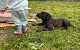 Presa Canario dogs for sale: Presa canario female  - Image 4