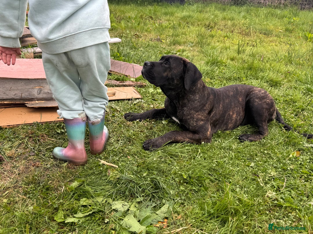 Presa Canario dogs for sale: Presa canario female  - Image 4