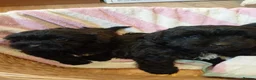 Cavapoo dogs for sale: F1 Cavapoo pups for sale - Advert 10