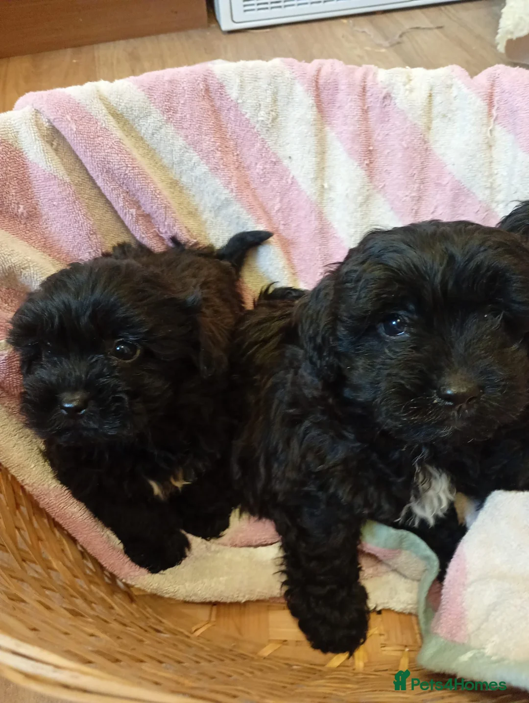 Cavapoo dogs for sale: F1 Cavapoo pups for sale - Advert 10