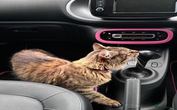 American Shorthair cats for sale: Tabby Cat - Image 2