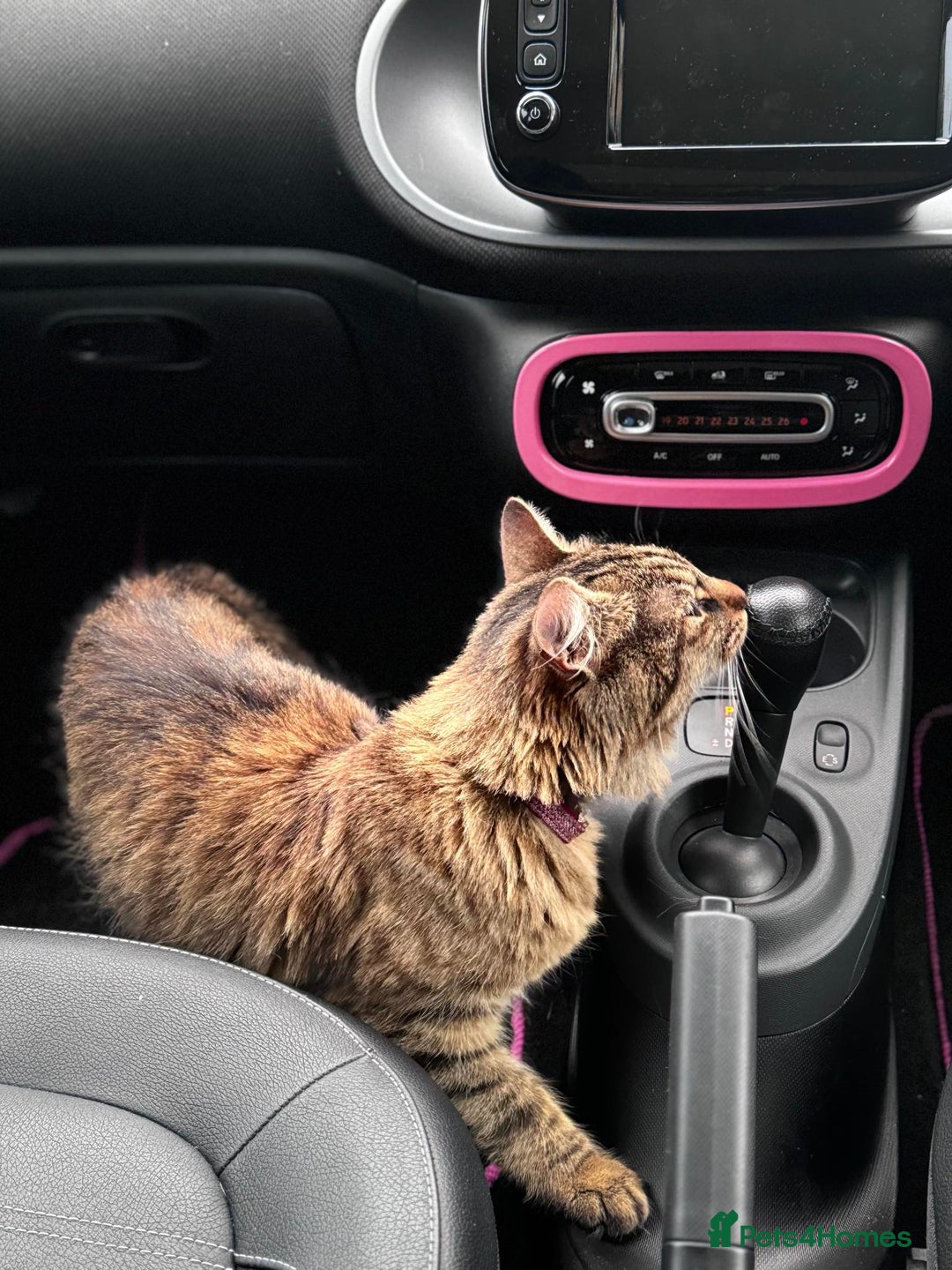 American Shorthair cats for sale: Tabby Cat - Image 2