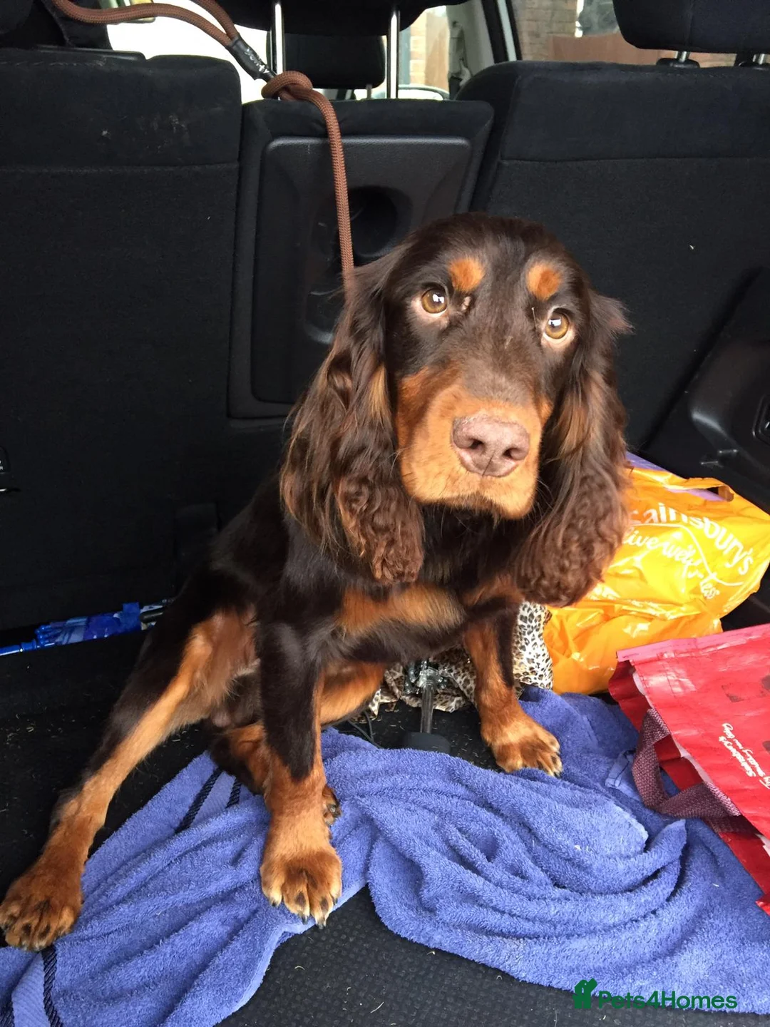 Cocker Spaniel dogs for stud: Proven Stud - Working Cocker Spaniel in Middlewich - Advert 18