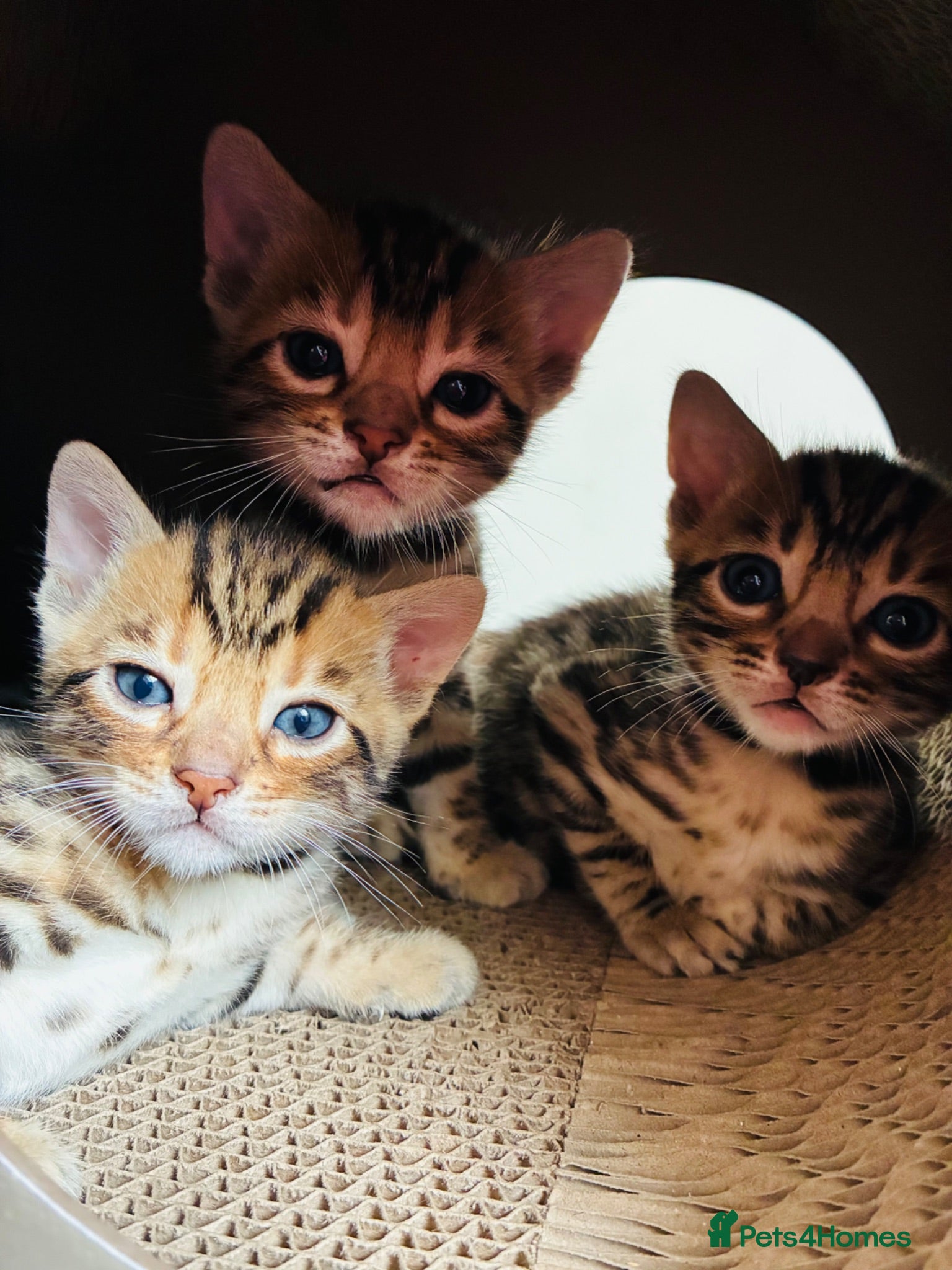 Bengal cats Amazing Bengal Kittens for sale  - Advert 2