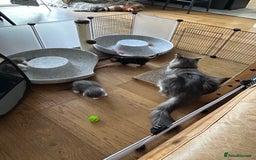 Maine Coon cats for sale: Maine coon cross kittens  - Image 22
