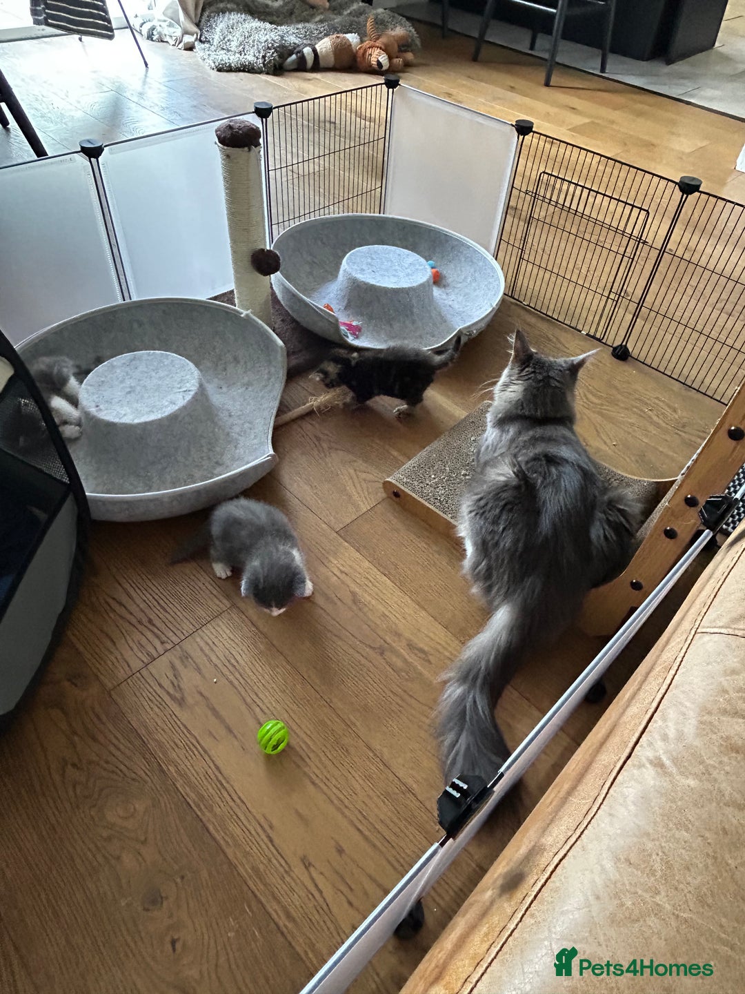 Maine Coon cats for sale: Maine coon cross kittens  - Image 22