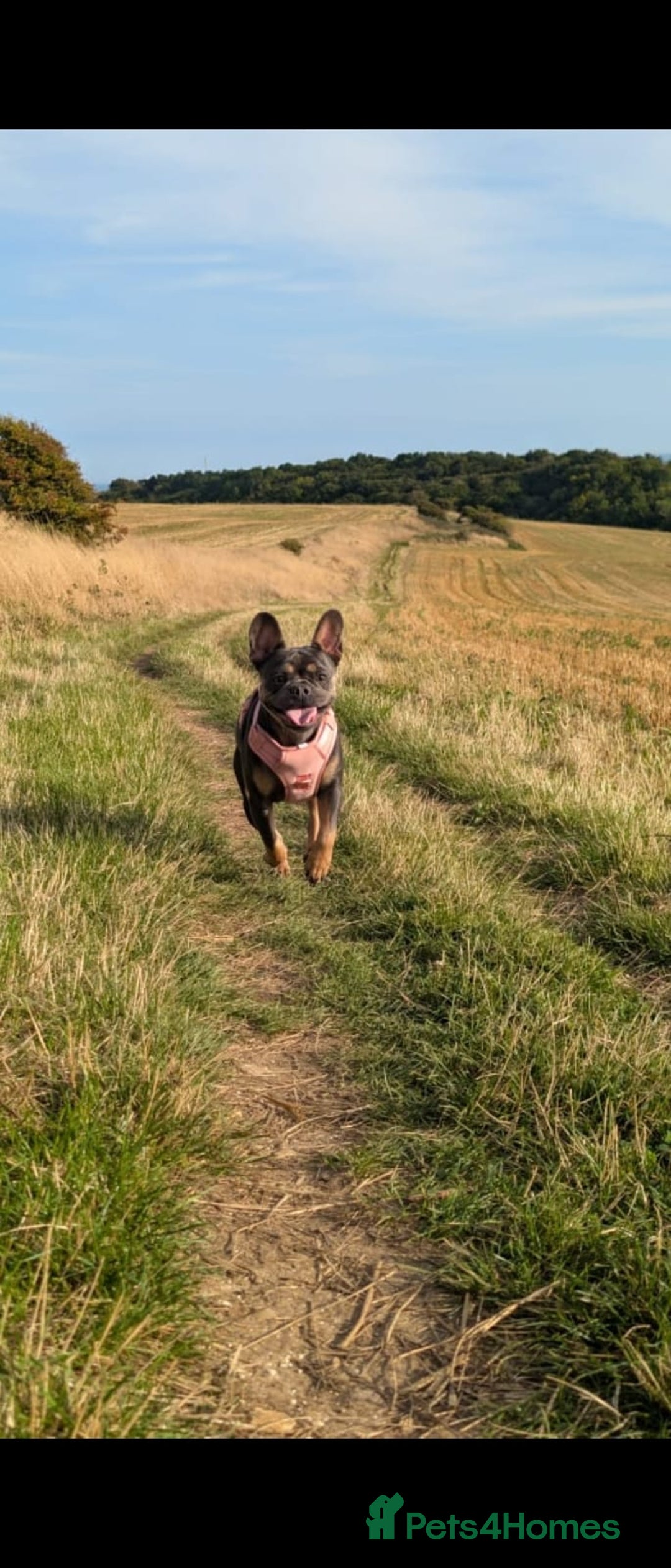 French Bulldog dogs for sale: Stunning kc reg French bulldog  - Advert 3