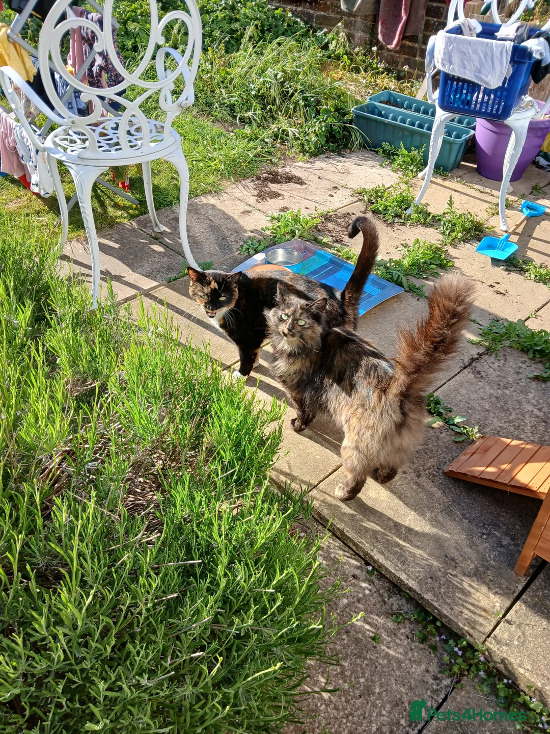 Mixed Breed cats for sale: Sister cats for sale - Advert 6