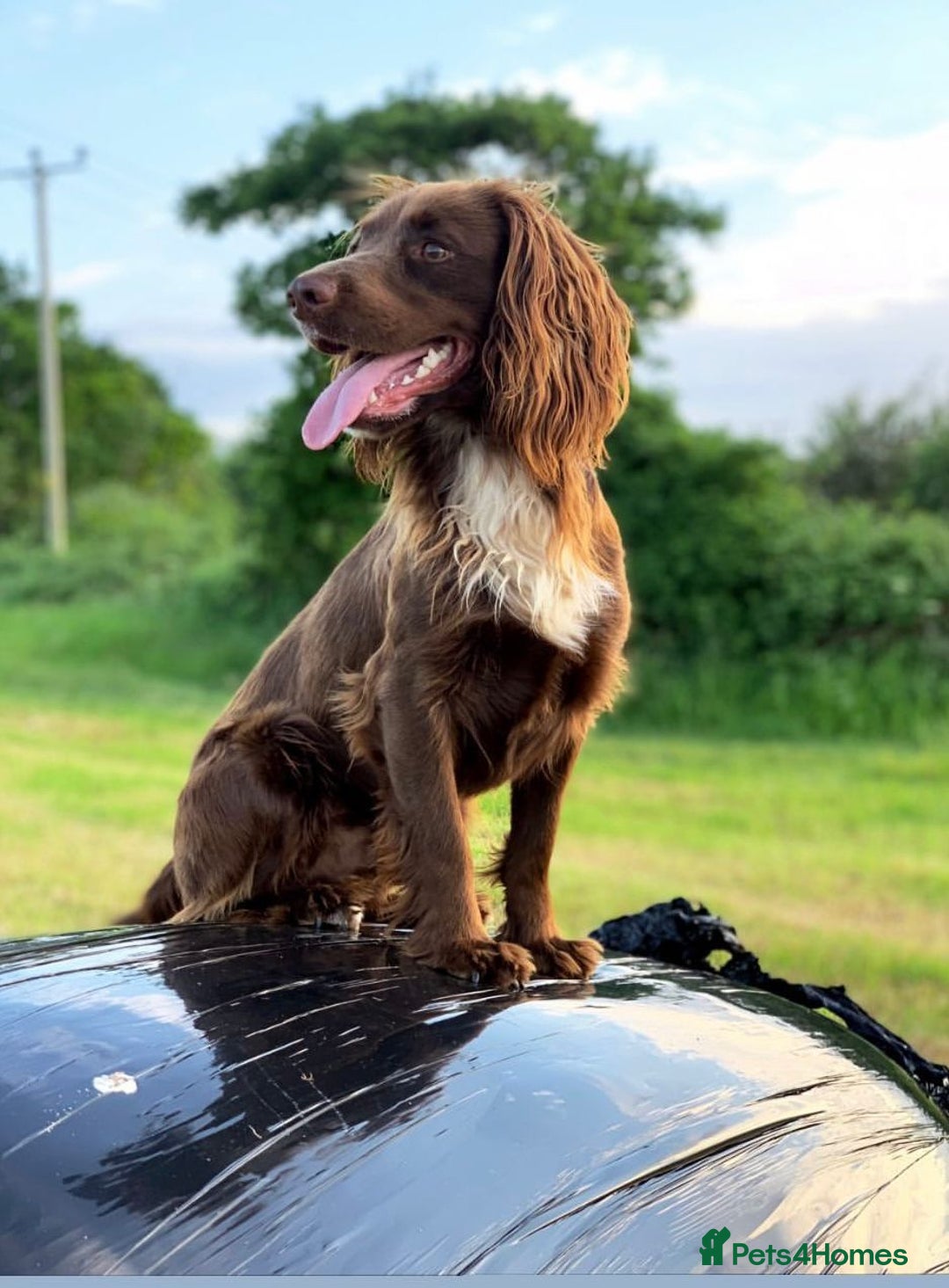 Cockerdor dogs for sale: Beautiful Cockerdor puppies for sale  - Image 14