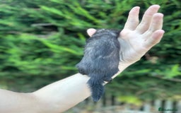Ferret rodents for sale: solid black cross polecat kits  - Image 16