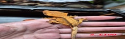 Gecko reptiles for sale: Baby Crested Geckos available - Advert 4