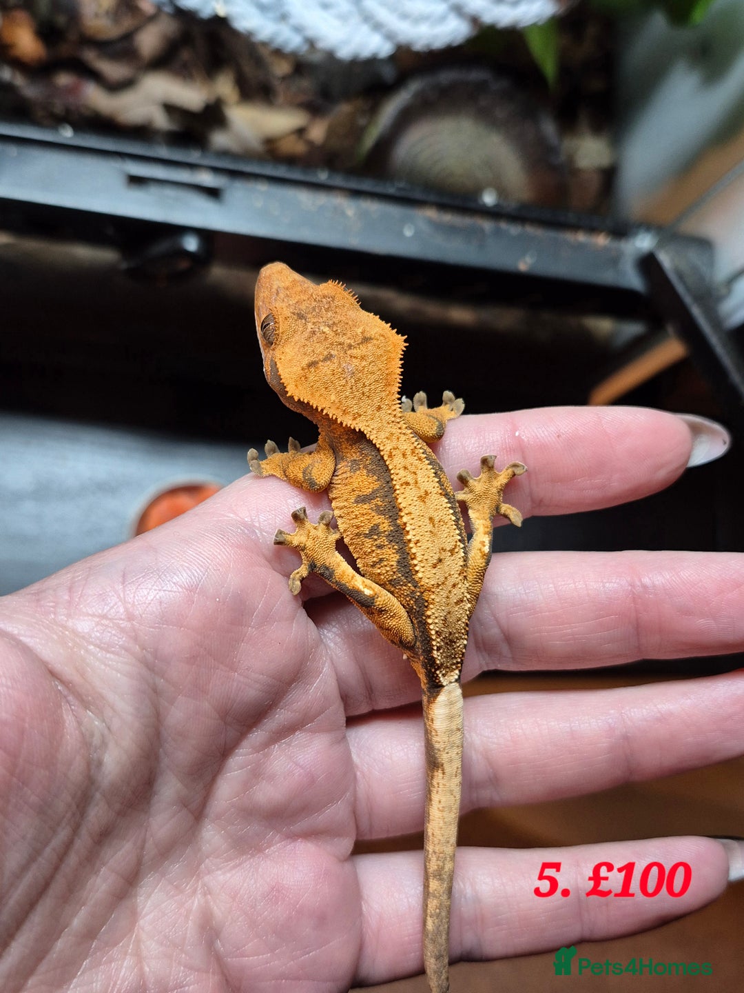 Gecko reptiles for sale: Baby Crested Geckos available - Image 4