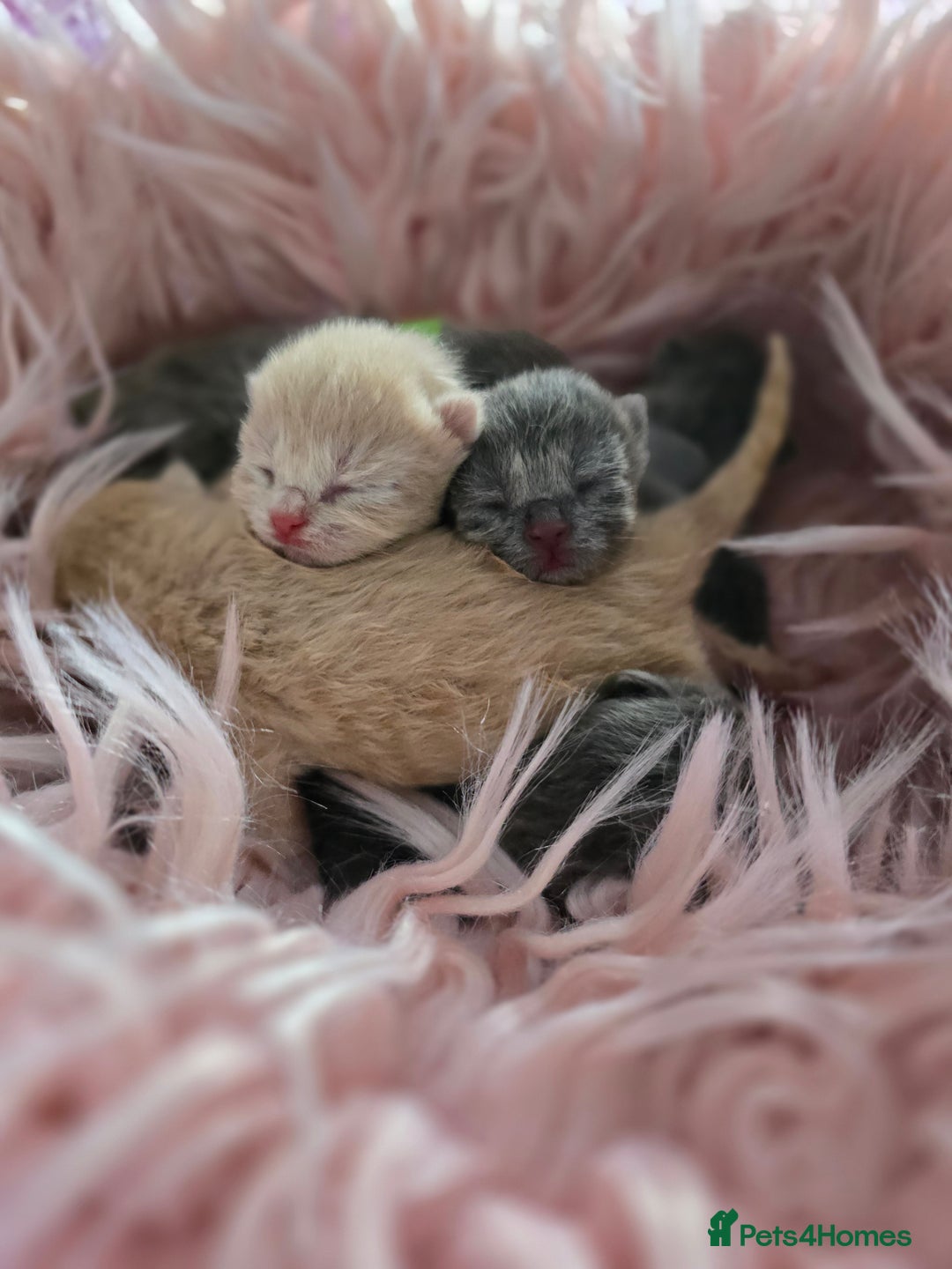 British Shorthair cats for sale: Beautiful Kittens looking forever home 😍😸 - Image 15