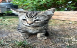 Mixed Breed cats for sale: 2 beautiful kittens looking for a new home - Image 6