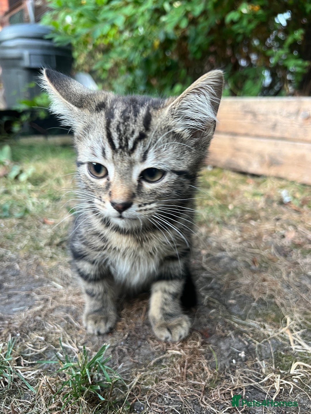 Mixed Breed cats for sale: 2 beautiful kittens looking for a new home - Image 6