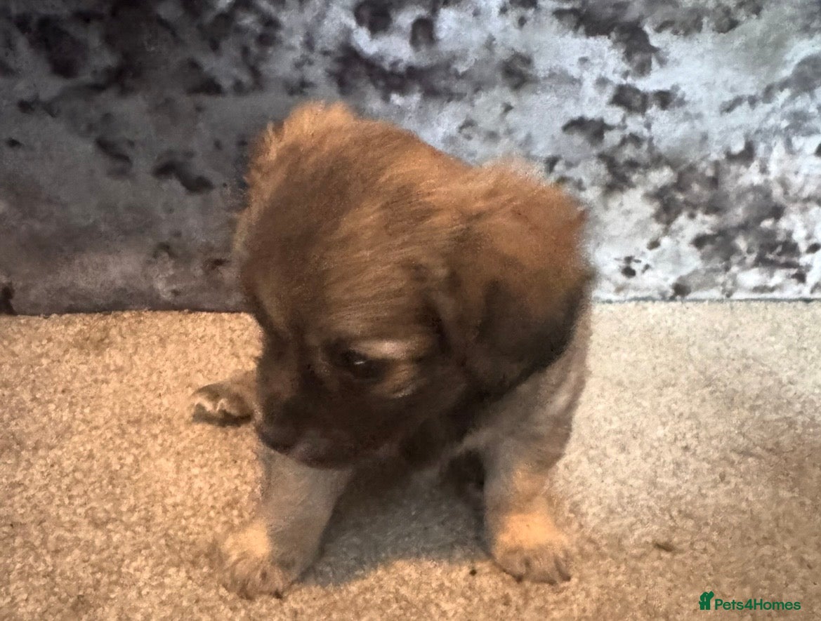 Chorkie dogs STUNNING  last pup 🦁Simba🦁 available from today  - Advert 1
