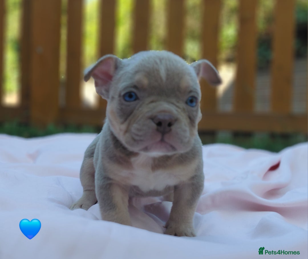 American Bully dogs for sale: ■■■■REDUCED REDUCED REDUCED■■■■ - Image 11