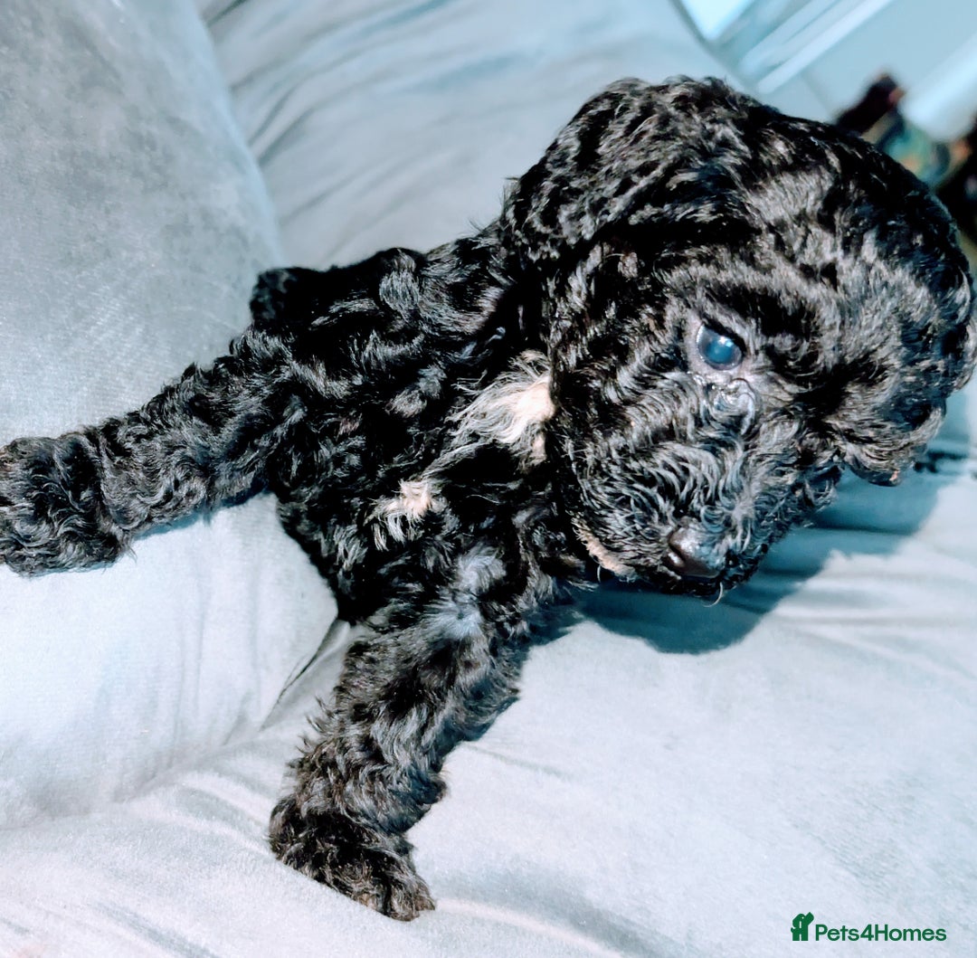 Cavapoochon dogs for sale: Rare Cavapoochons Home Raised PRA clear - Advert 38