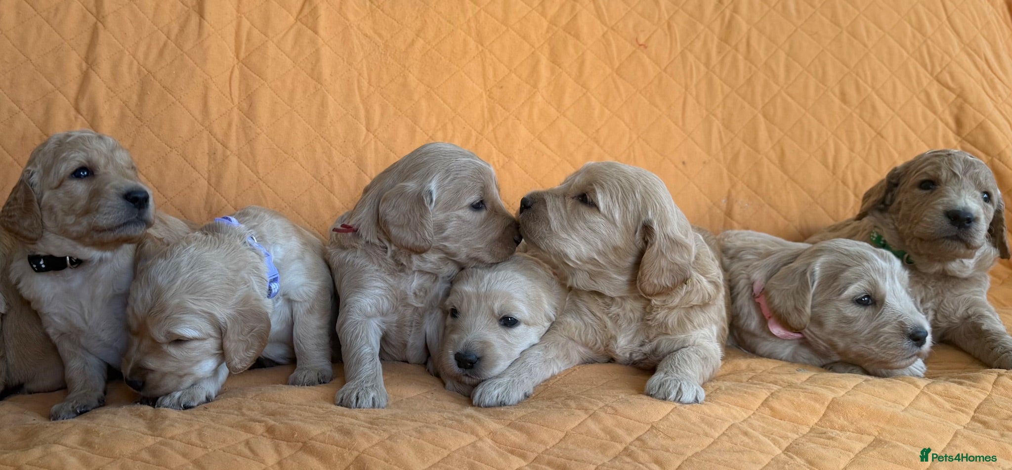 Goldendoodle dogs Beautiful Goldendoodle Puppies Available  - Advert 6