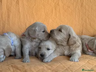 Goldendoodle dogs Beautiful Goldendoodle Puppies Available - Advert 6