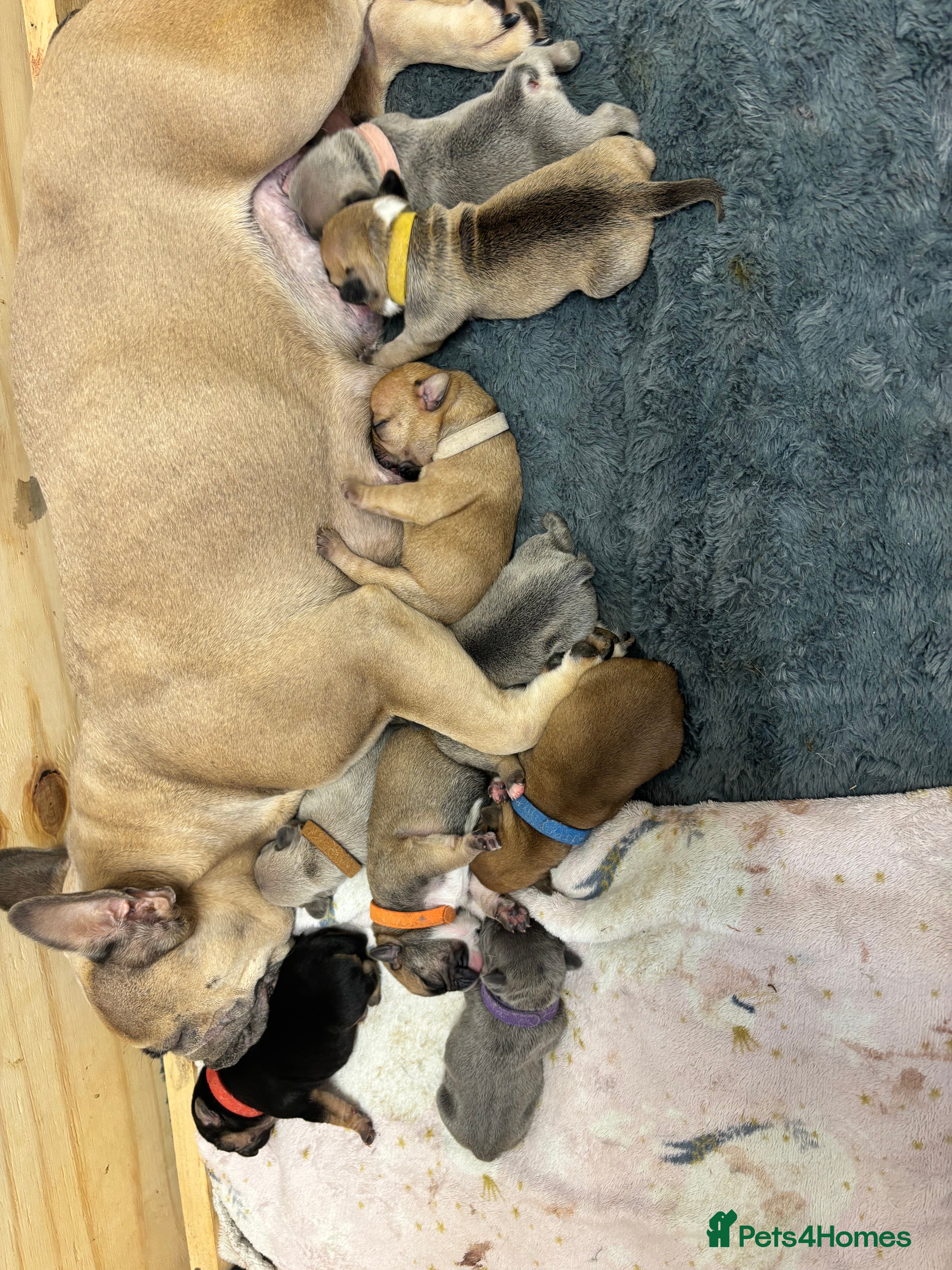 Mixed Breed dogs Dual pregnancy  - Advert 15