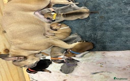 Mixed Breed dogs for sale: Dual pregnancy  - Image 1