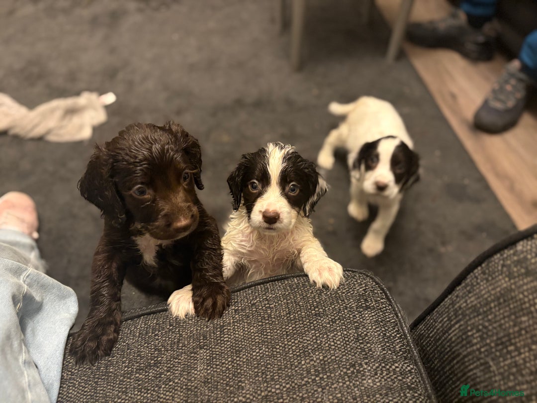 Sproodle dogs for sale: Beautiful Sproodle pups for sale  - Image 8