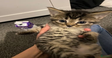 Mixed Breed cats - Advert 16