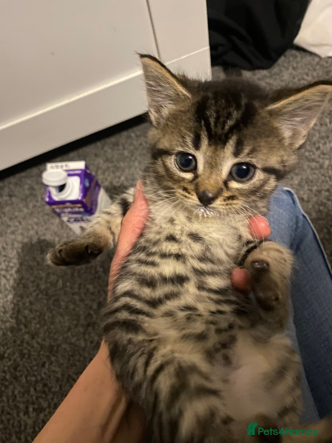 Mixed Breed cats for sale: Beautifull playfull  kittens  - Image 3