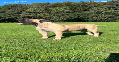 Bullmastiff dogs in Leeds - Advert 12
