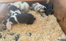 Mini Lop rabbits for sale: Mini lop babies - Image 4