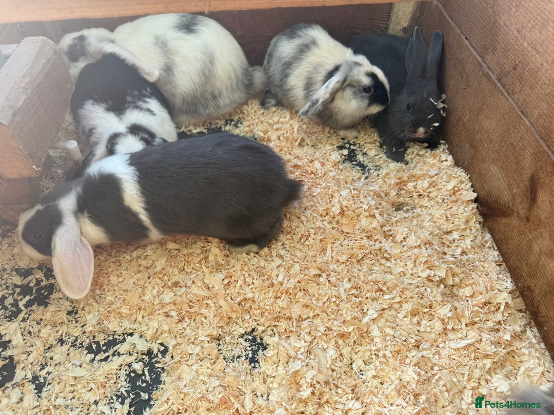 Mini Lop rabbits for sale: Mini lop babies - Image 4