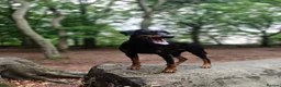 Dobermann dogs for sale: KC reg Dobie Pups | Two girls available - Advert 13