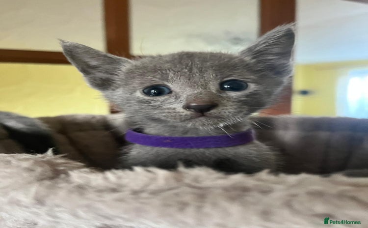 Russian Blue cats - Advert 1