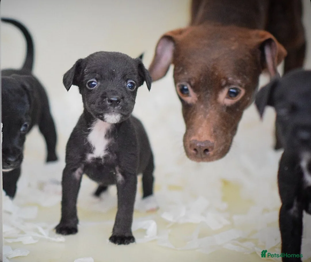 Patterjack dogs for sale: 5 star rated, licensed & Registered professionals - Advert 2