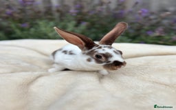 Mini Lop rabbits for sale: Ready now 🐰 mini Rex x mini plush lop babies!  - Image 3