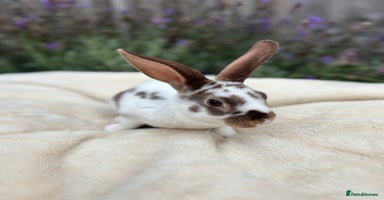 Mini Lop rabbits - Advert 7
