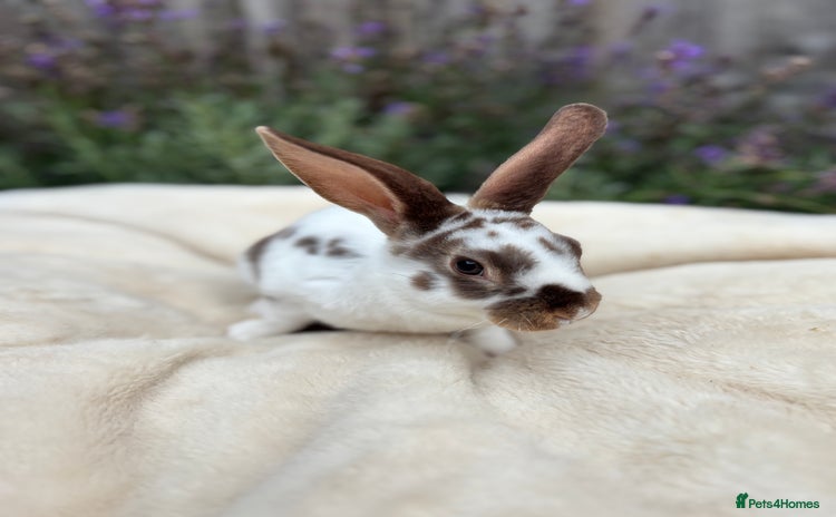 Mini Lop rabbits - Advert 1